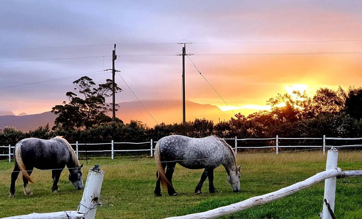 Ruiterbos Outeniqua Moon Percheron Stud Farm מראה חיצוני תמונה